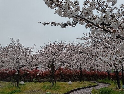 南郷公園の桜